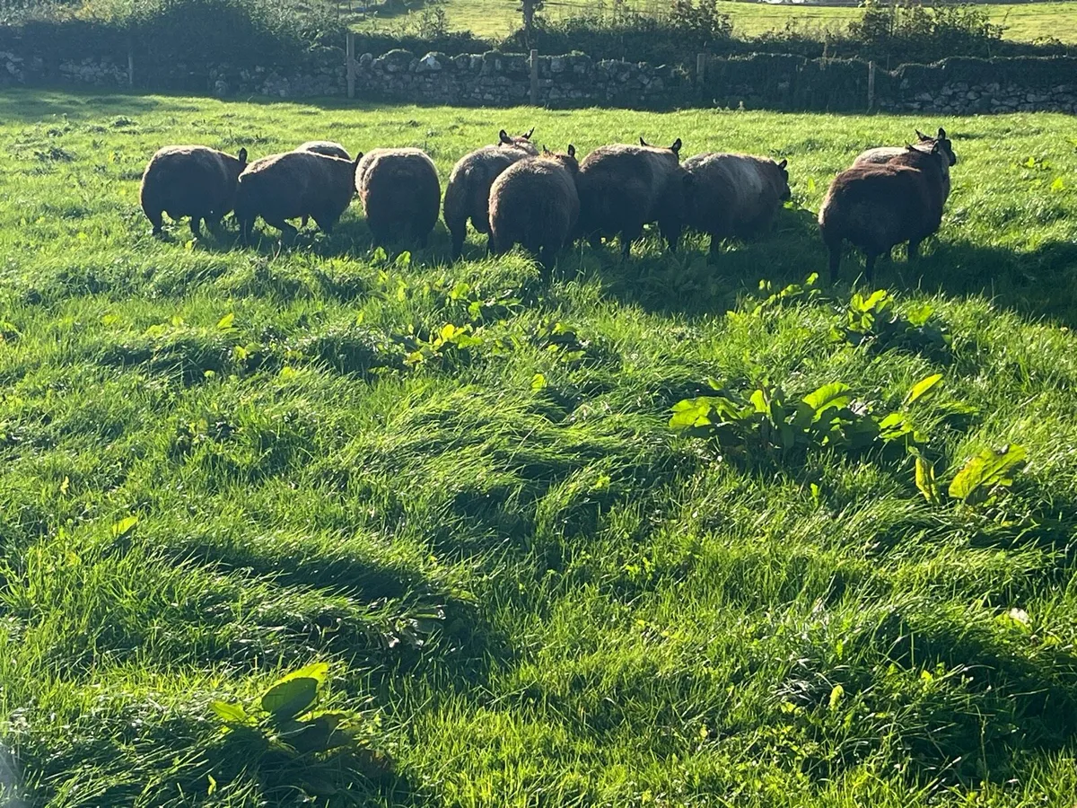 Blue texel ram lambs - Image 1