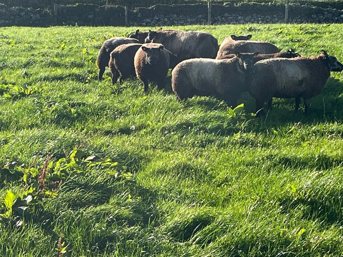 Blue texel ram lambs - Image 2