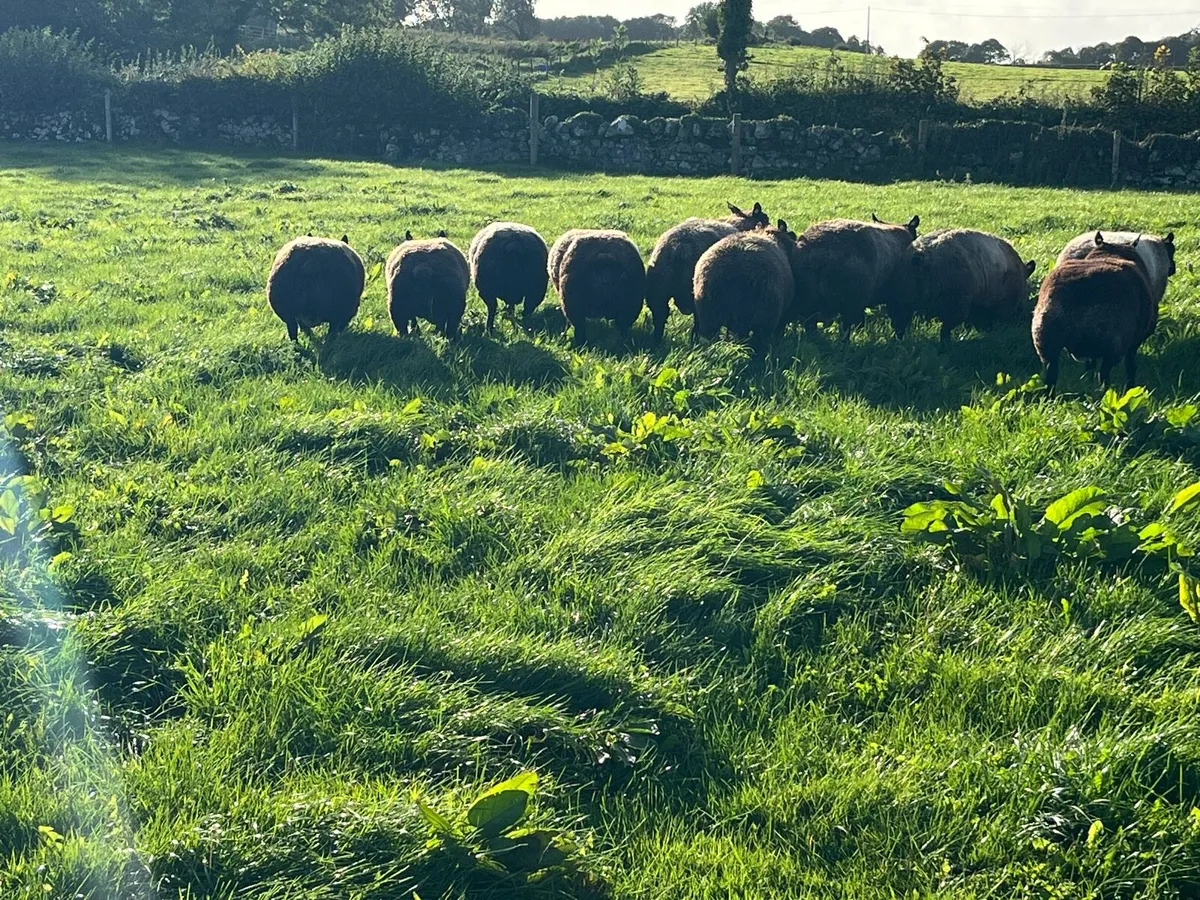 Blue texel ram lambs - Image 3