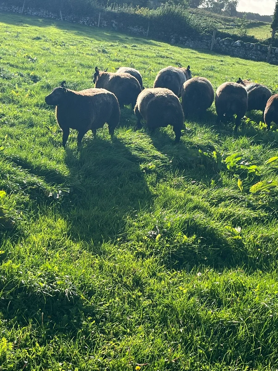 Blue texel ram lambs - Image 3