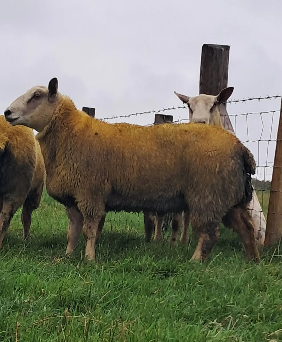 Pb charollais ram lambs - Image 1