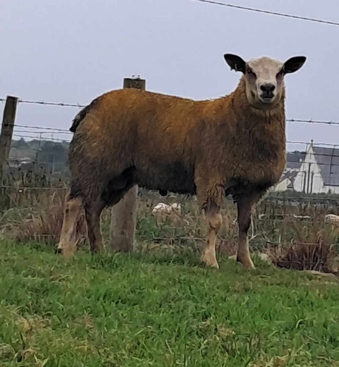 Pb charollais ram lambs - Image 2