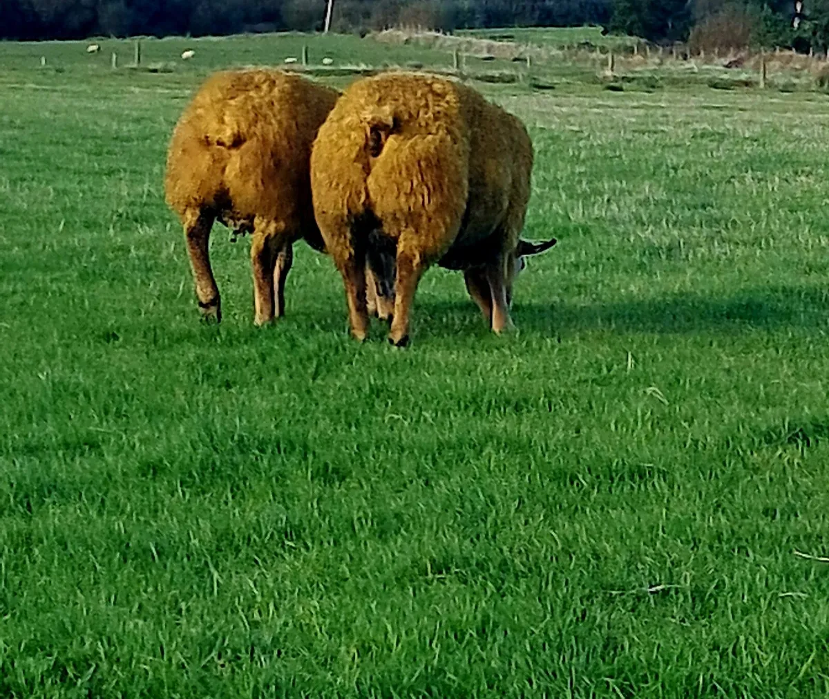 Pb charollais ram lambs - Image 4