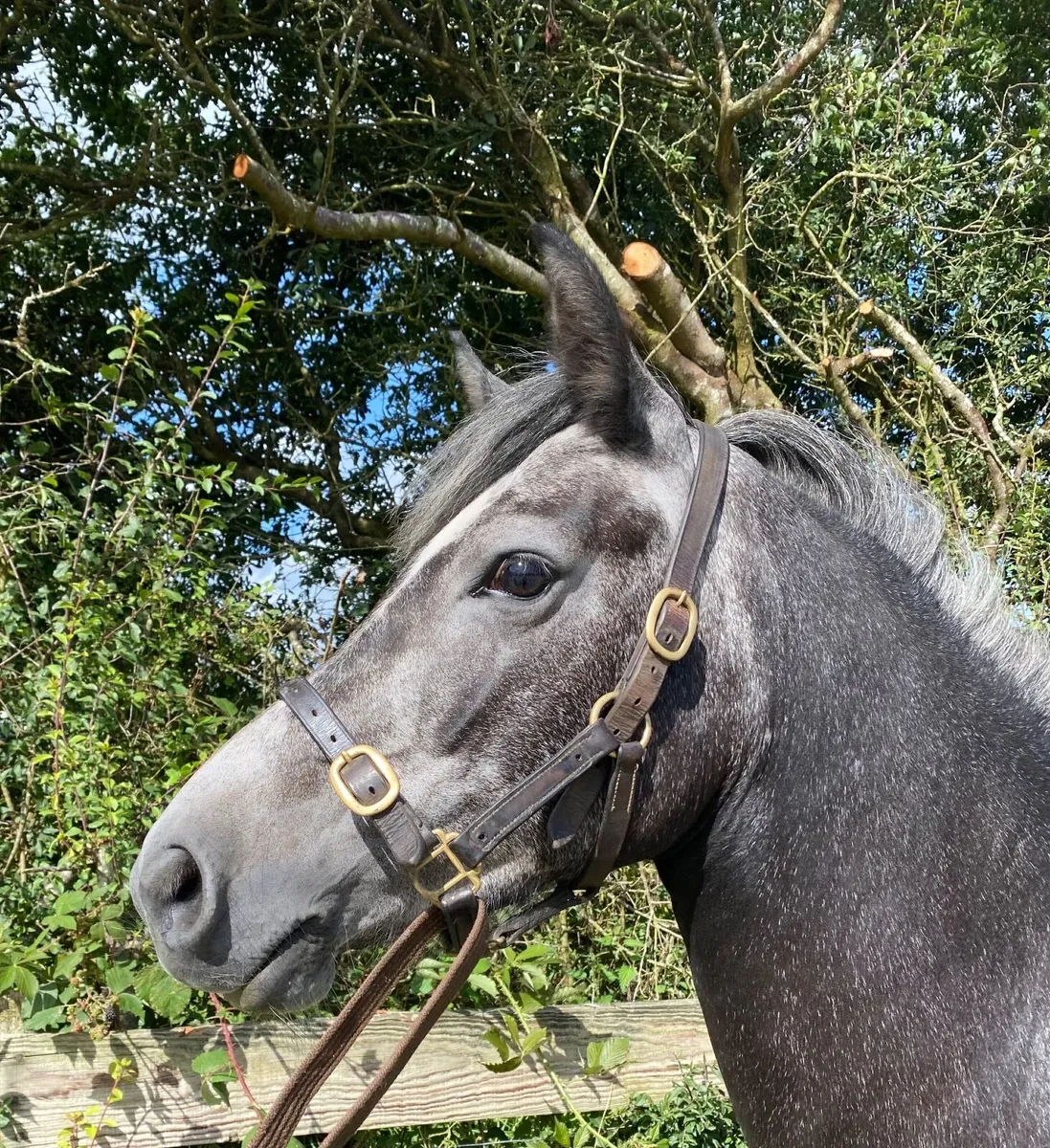 Connemara Pony 138cm - Image 2