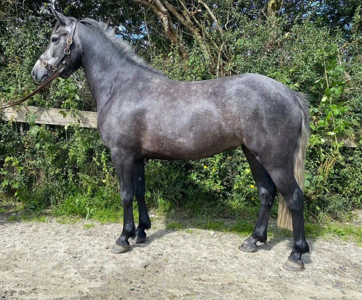 Connemara Pony 138cm - Image 1