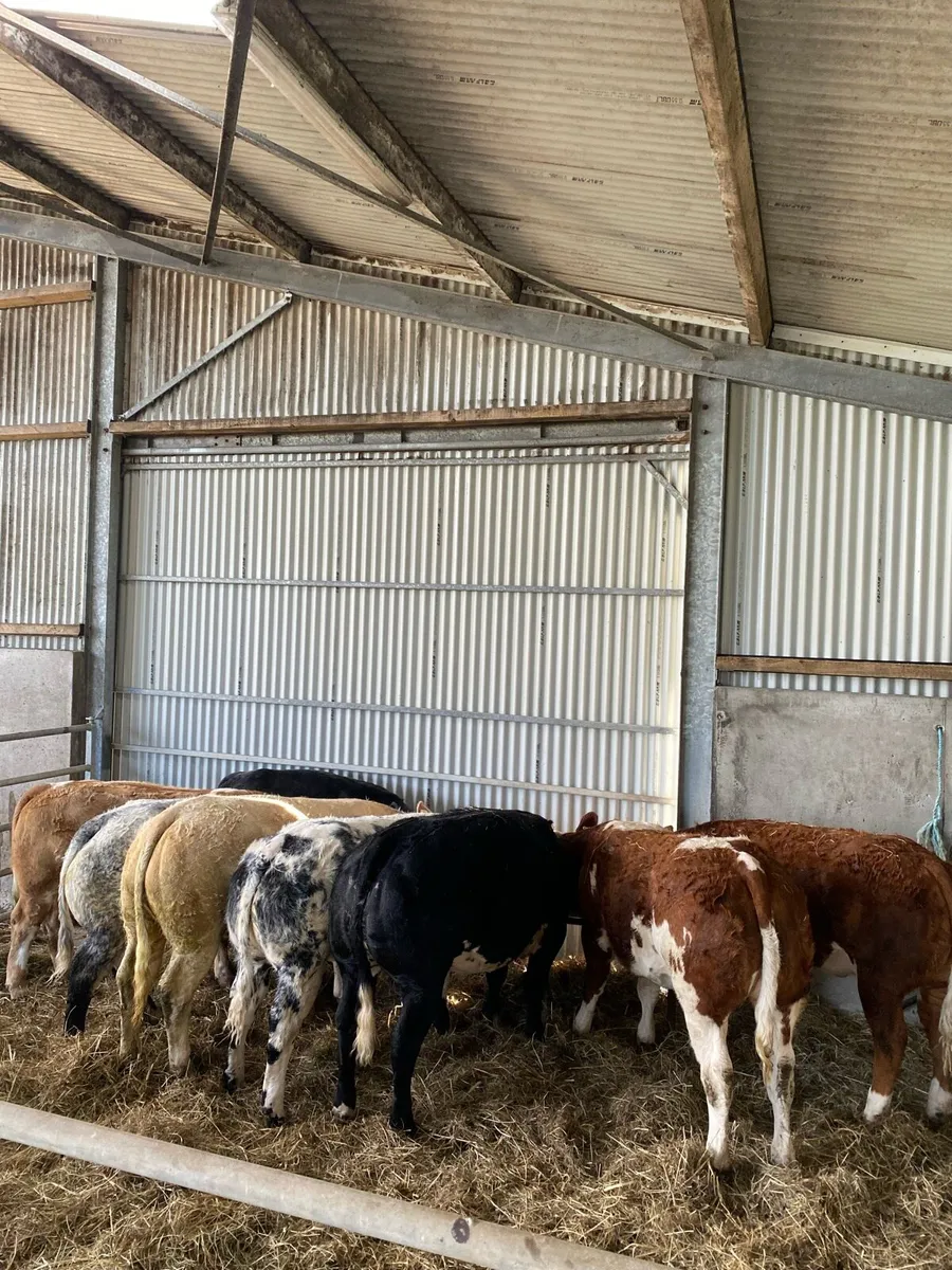 Show Quality Heifers Ballinasloe Saturday 13th - Image 1
