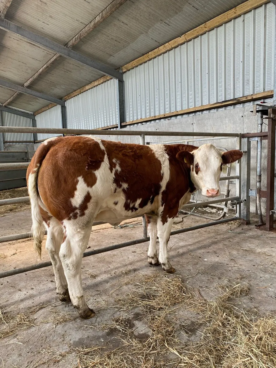Show Quality Heifers Ballinasloe Saturday 13th - Image 2