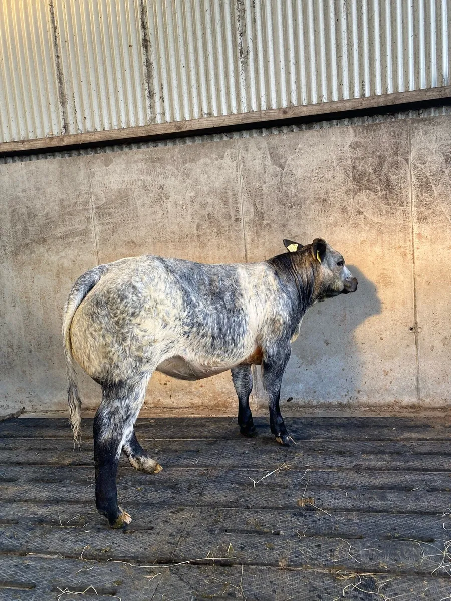 Show Quality Heifers Ballinasloe Saturday 13th - Image 3