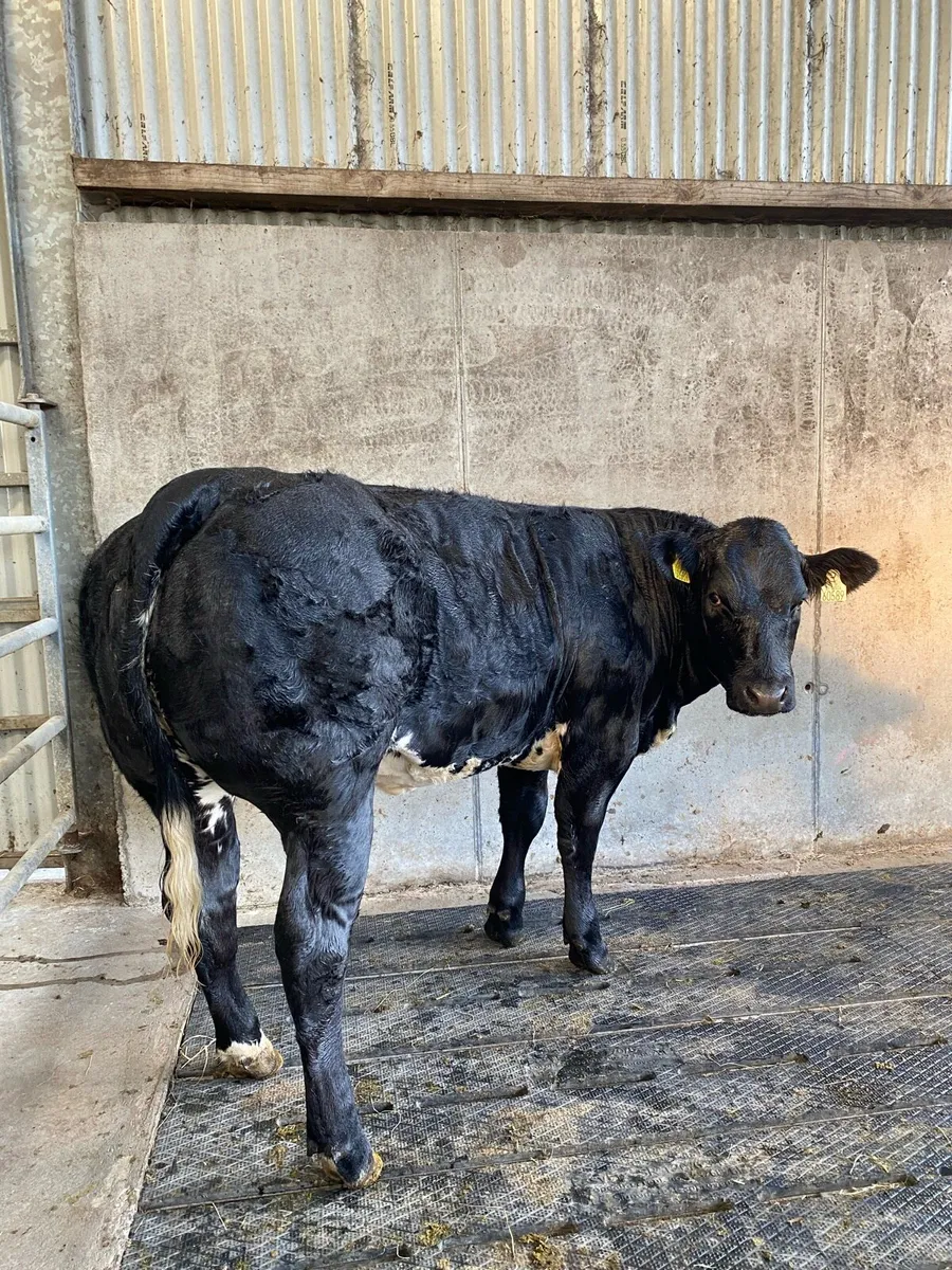 Show Quality Heifers Ballinasloe Saturday 13th - Image 4
