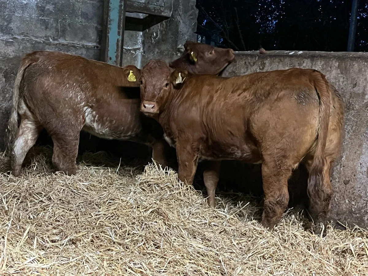 🔥Two Super Roan Heifers 🔥 - Image 1