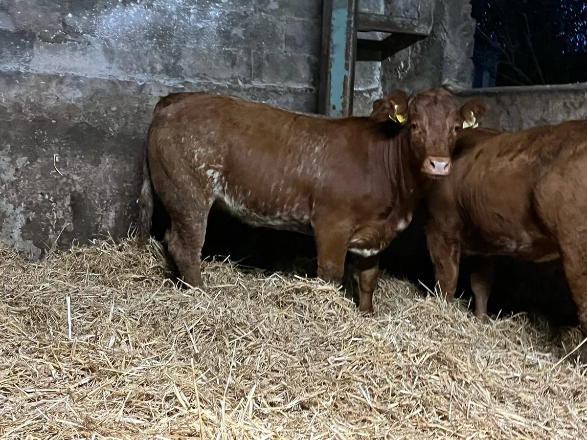 🔥Two Super Roan Heifers 🔥 - Image 2