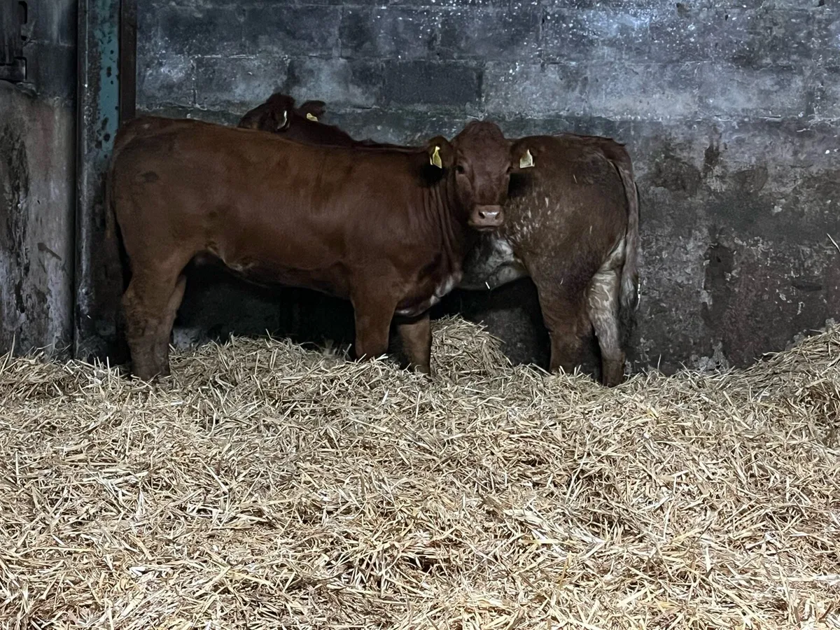 🔥Two Super Roan Heifers 🔥 - Image 3