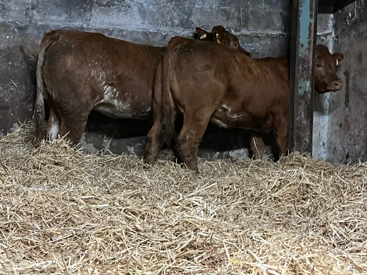 🔥Two Super Roan Heifers 🔥 - Image 4