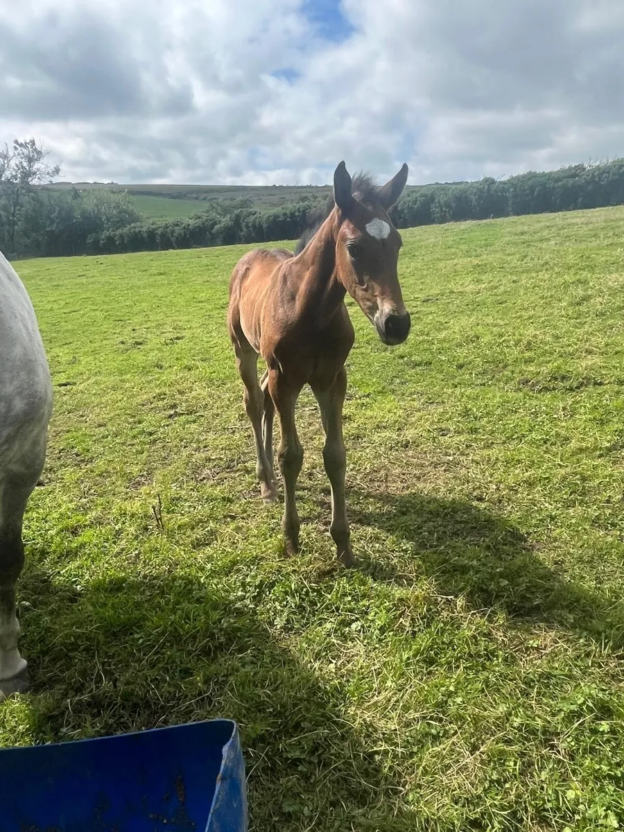 Irish draught colt foal - Image 2