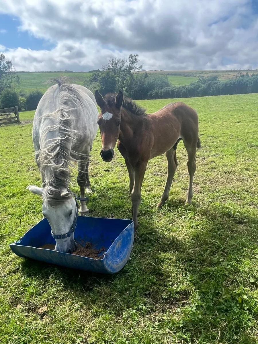 Irish draught colt foal - Image 3
