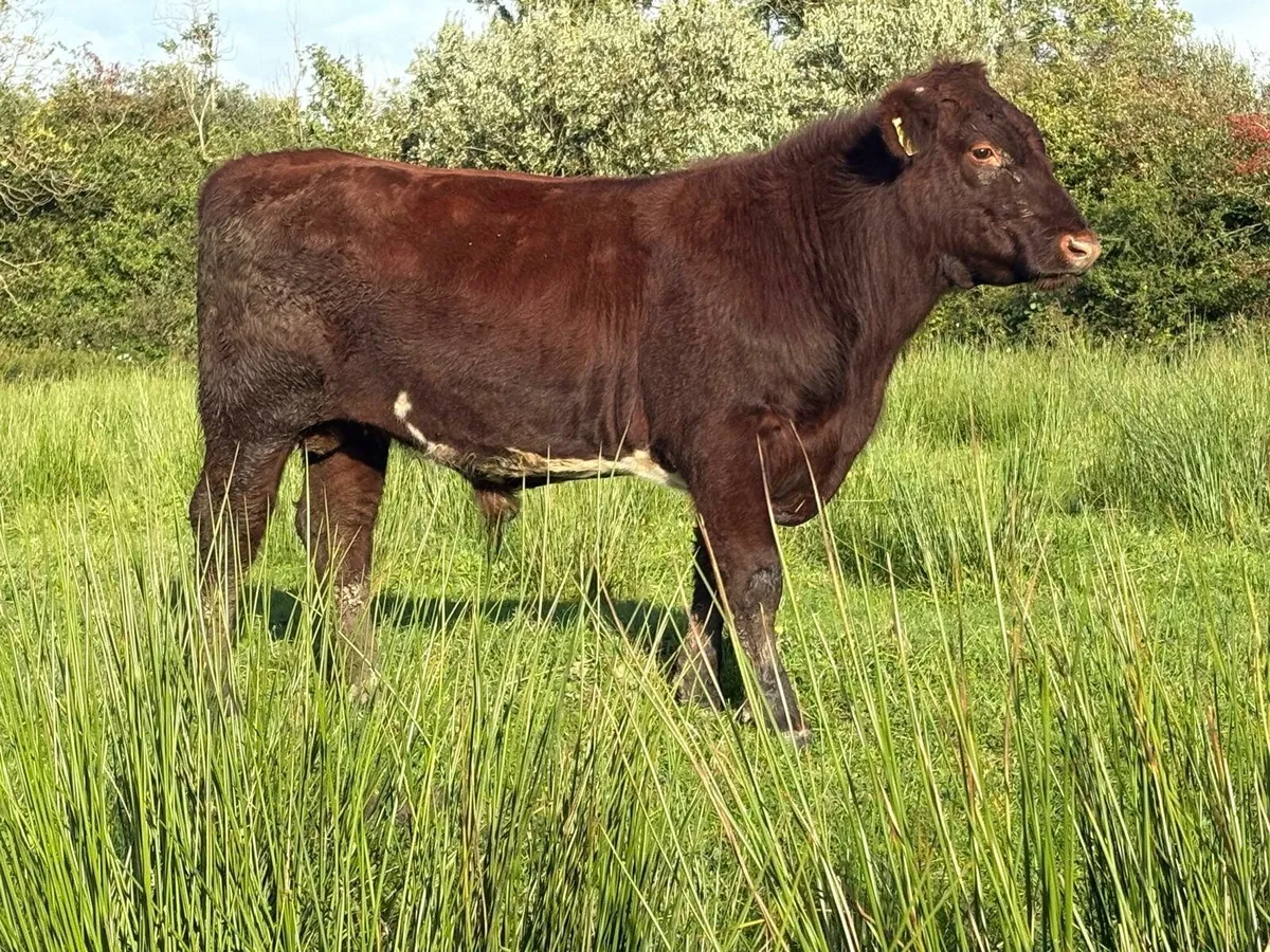 4 PBR SHORTHORN BULLS - Image 1