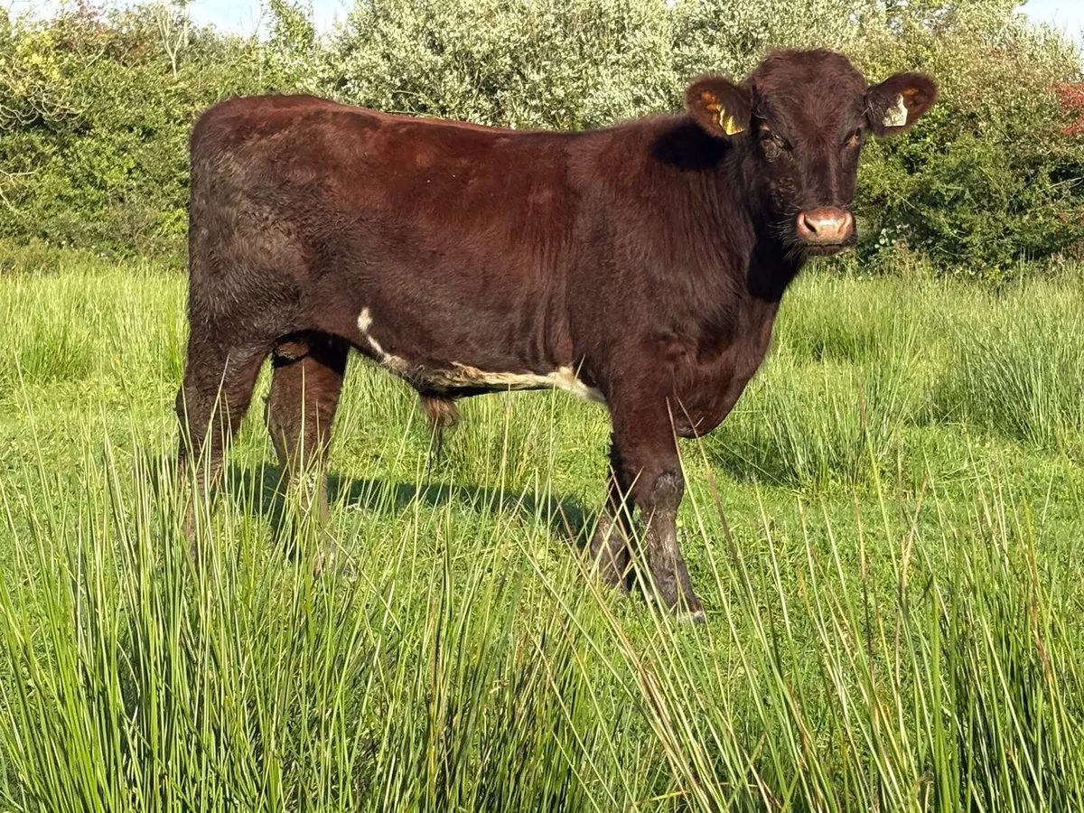 4 PBR SHORTHORN BULLS - Image 2