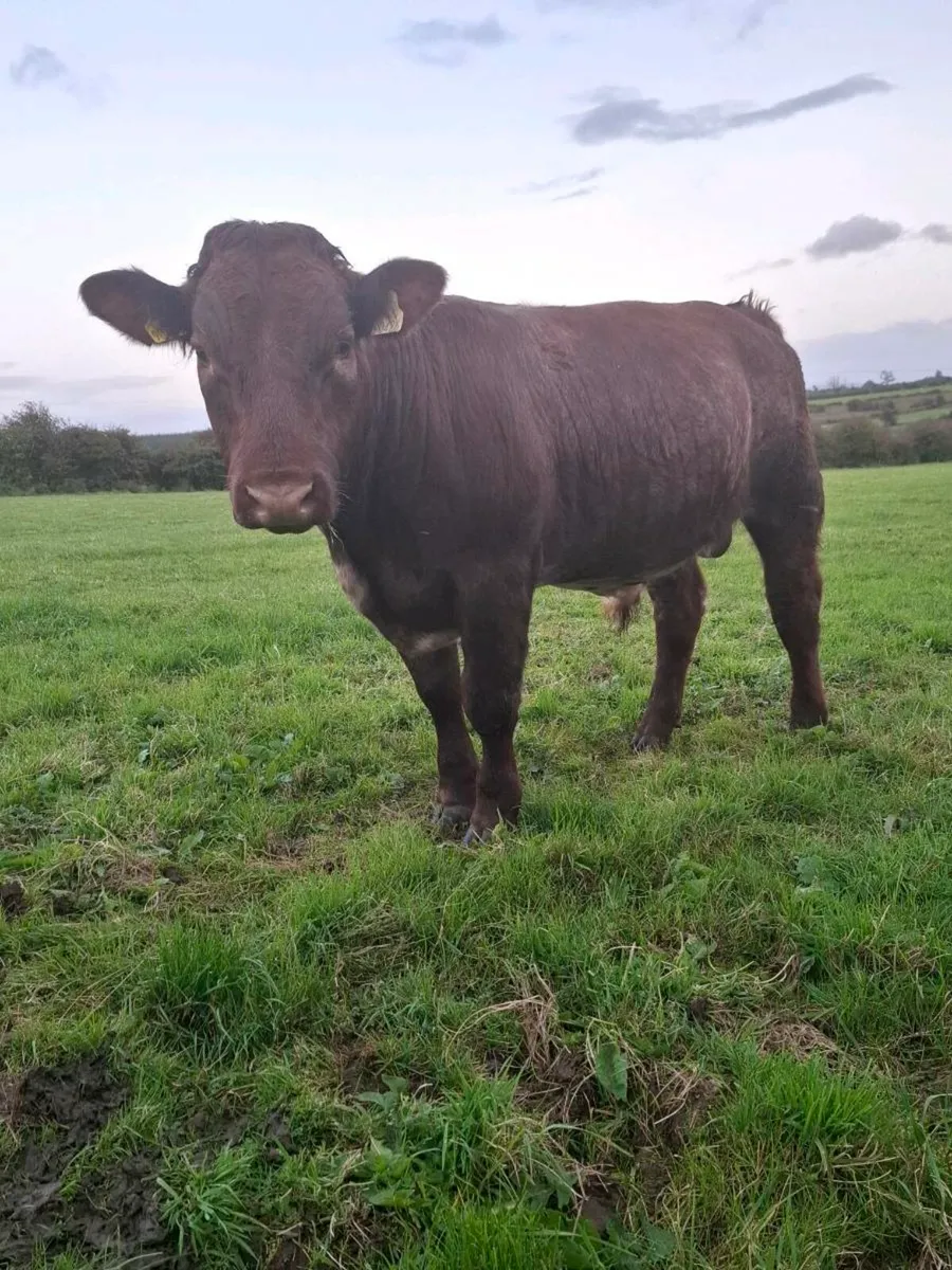 4 PBR SHORTHORN BULLS - Image 4
