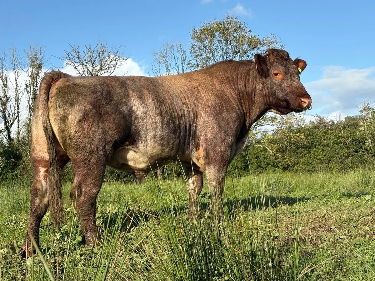 PBR SHORTHORN BULL - Image 2