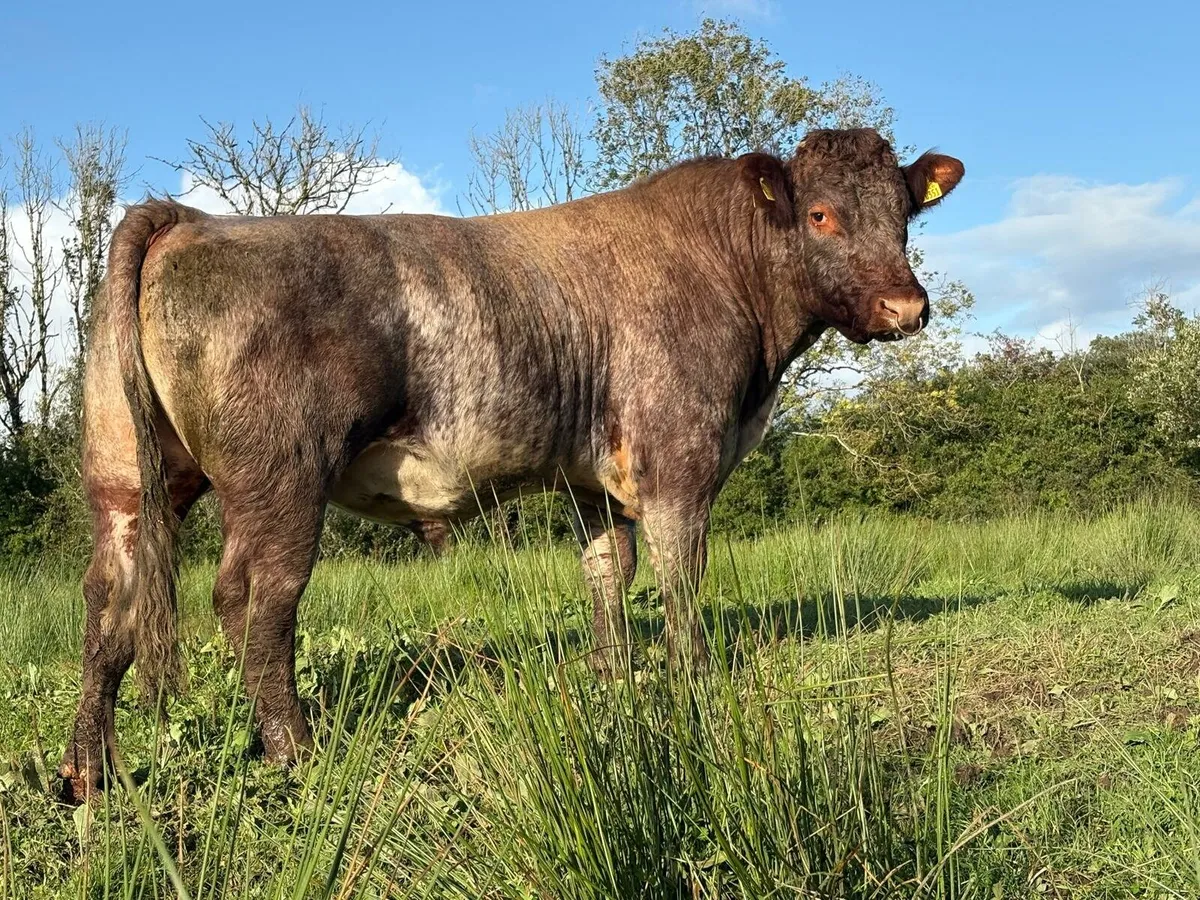 PBR SHORTHORN BULL - Image 1
