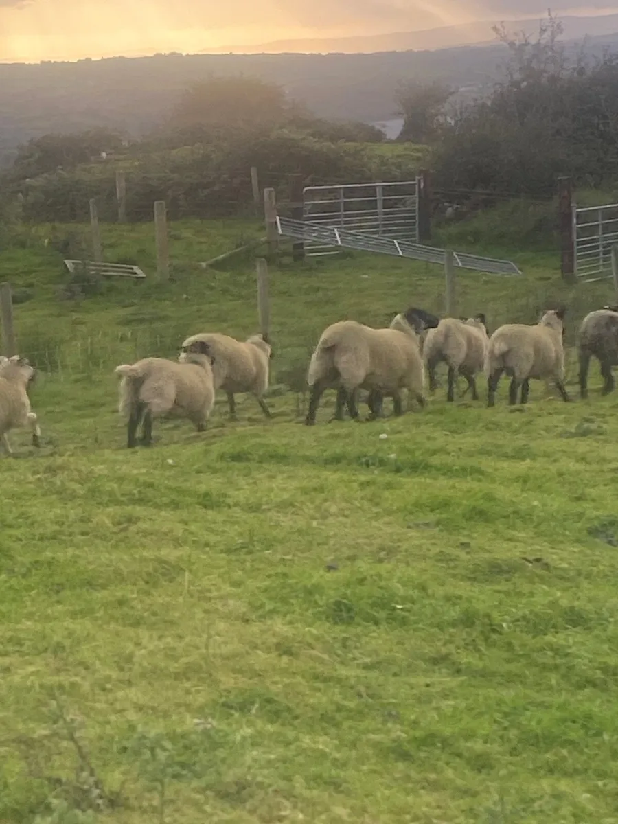 Sheep - Image 1