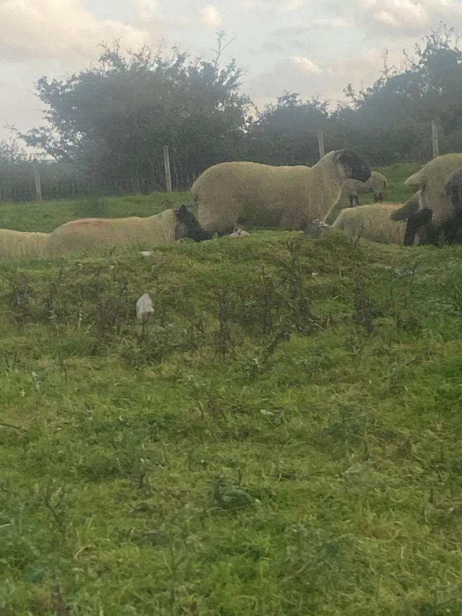 Sheep - Image 2