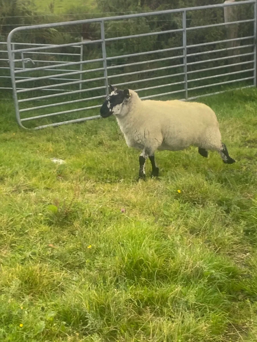 Sheep - Image 3