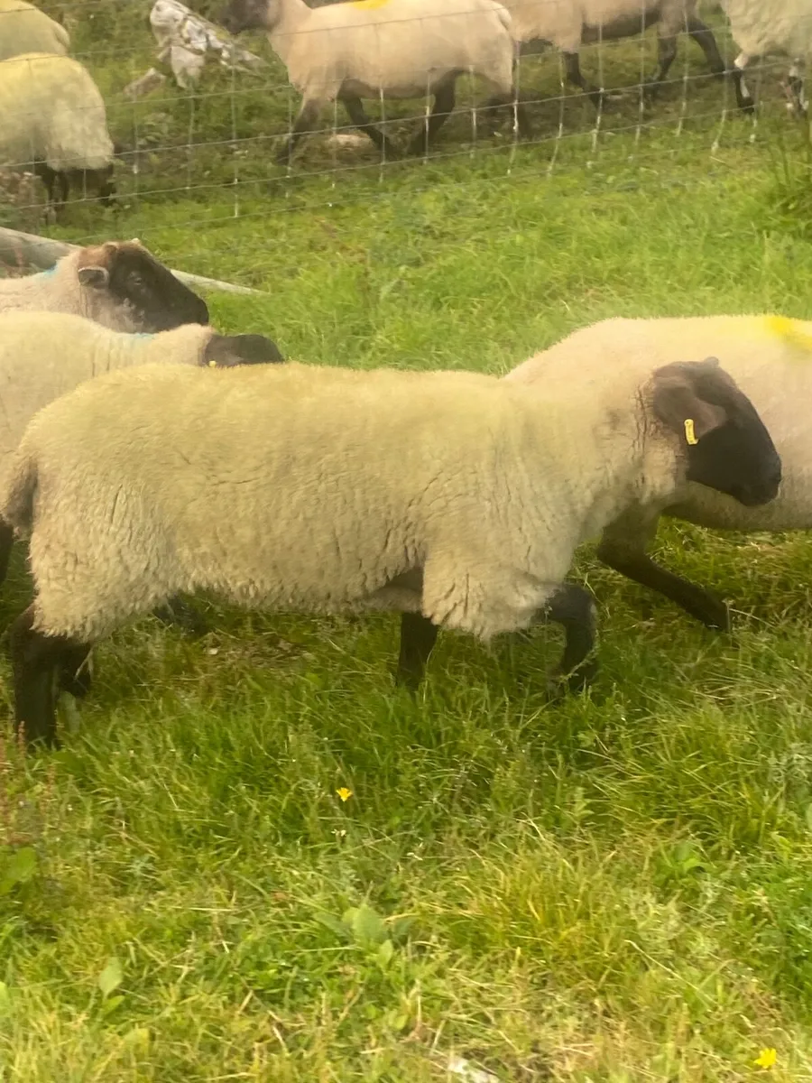 Sheep - Image 4