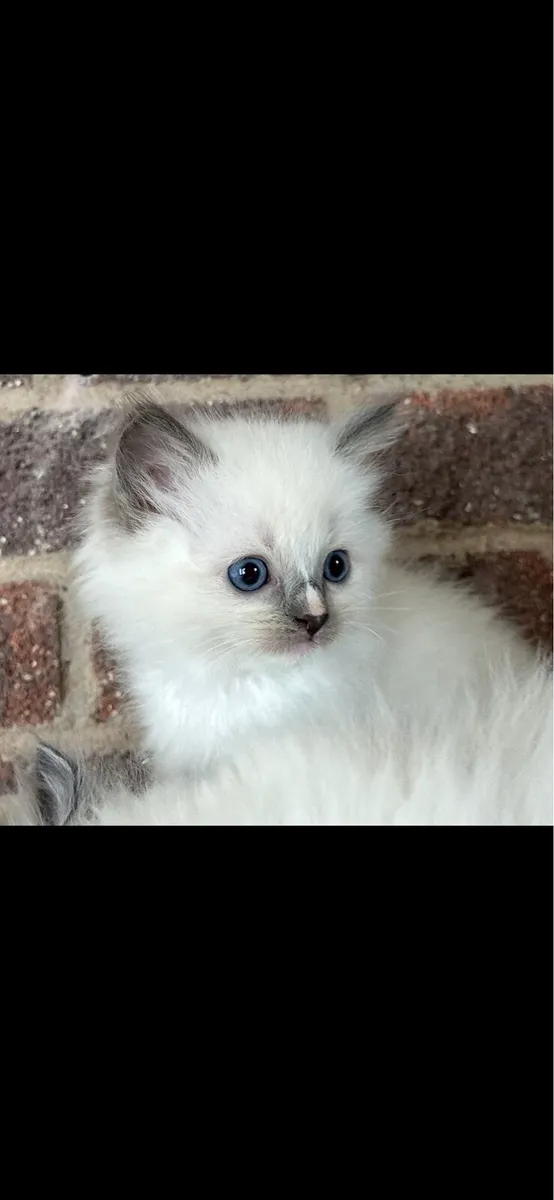 Ragdoll Kittens - Image 1