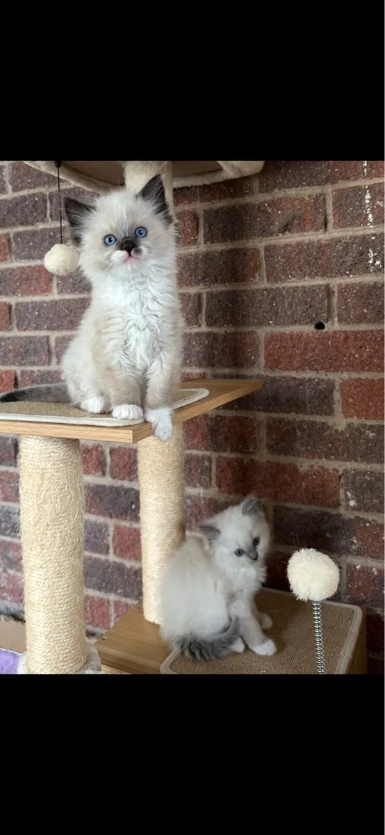 Ragdoll Kittens - Image 3