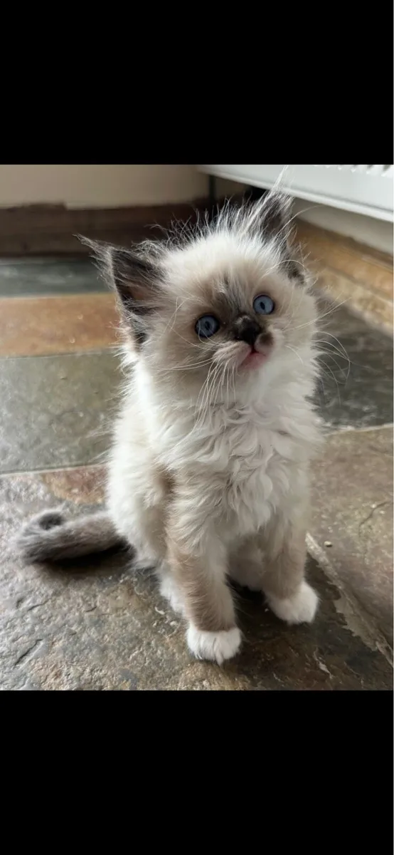 Ragdoll Kittens - Image 4