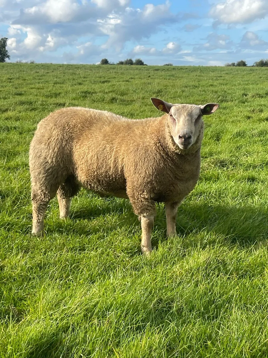 Lot 4 For Charollais Ram Sale Roscommon 13th Sept - Image 1