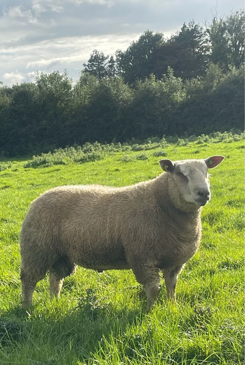 Lot 4 For Charollais Ram Sale Roscommon 13th Sept - Image 2