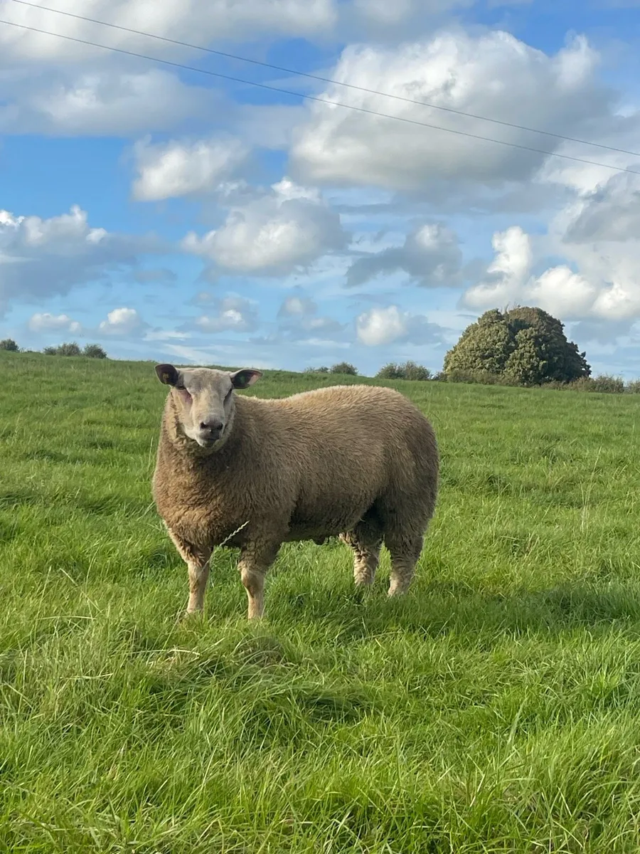 Lot 4 For Charollais Ram Sale Roscommon 13th Sept - Image 3