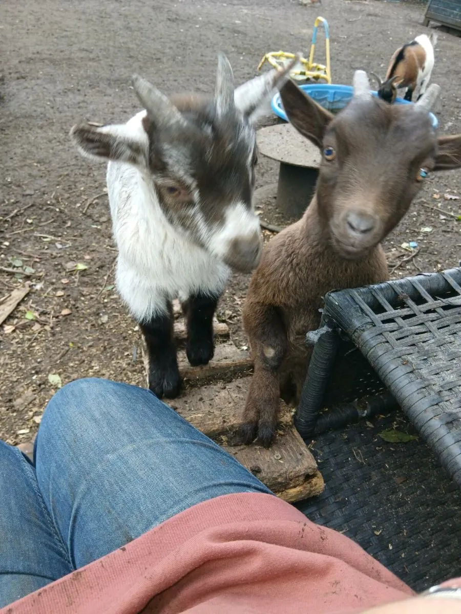 Pygmy goats - Image 1