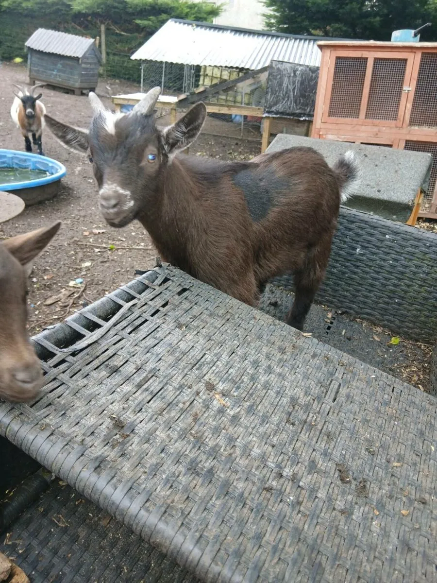 Pygmy goats - Image 2