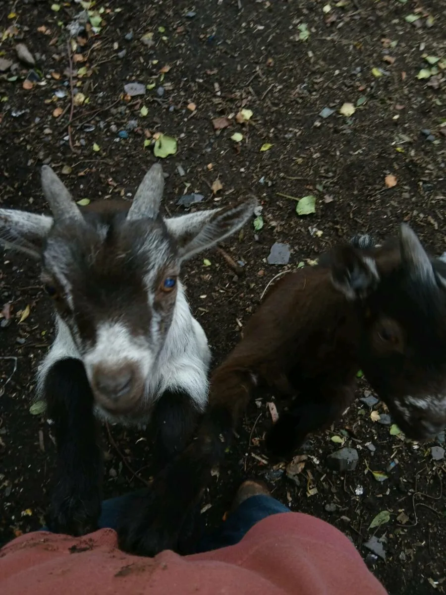 Pygmy goats - Image 3