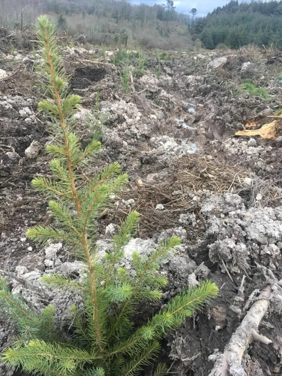 Forestry Planting - Image 1
