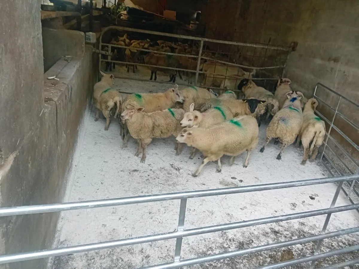 Sheep grazing  and store lambs for sale - Image 1