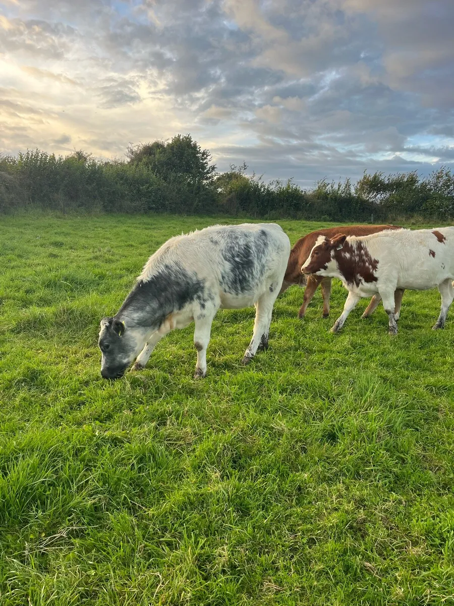 5 star weanling heifers - Image 1