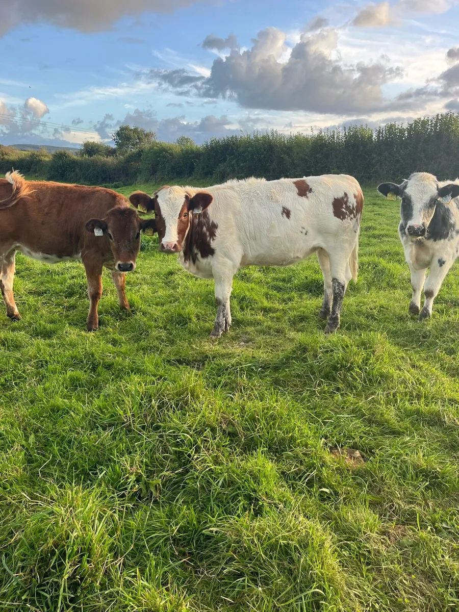 5 star weanling heifers - Image 2