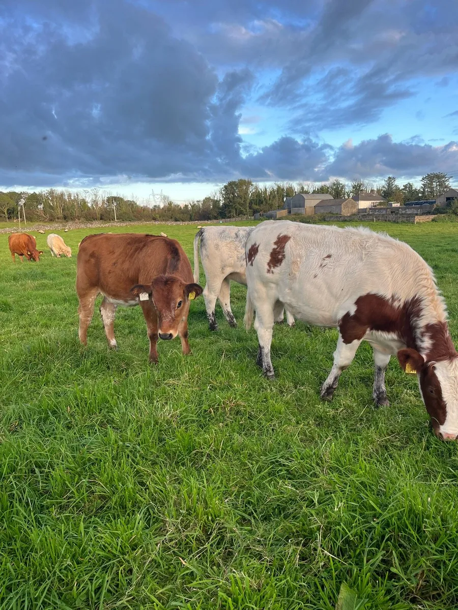 5 star weanling heifers - Image 3