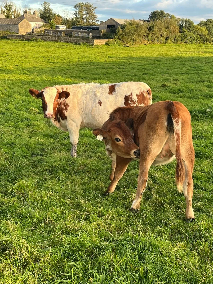 5 star weanling heifers - Image 4