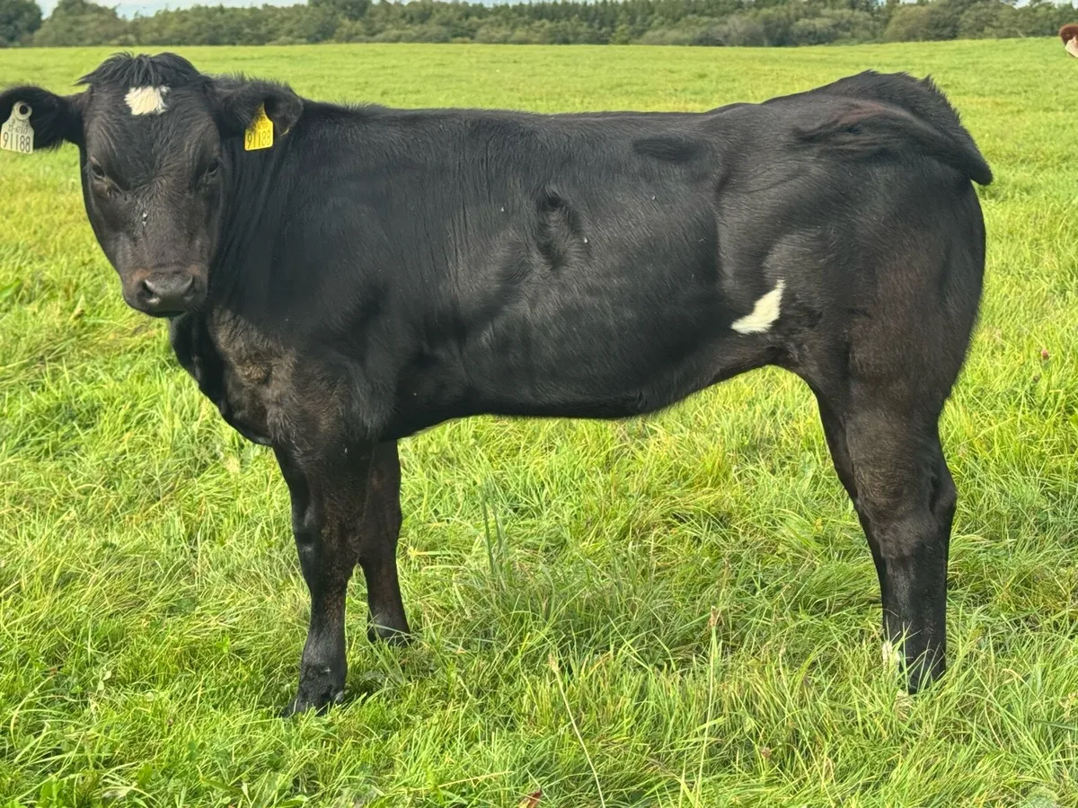 Super Show Quality Breeding Heifers***** - Image 4