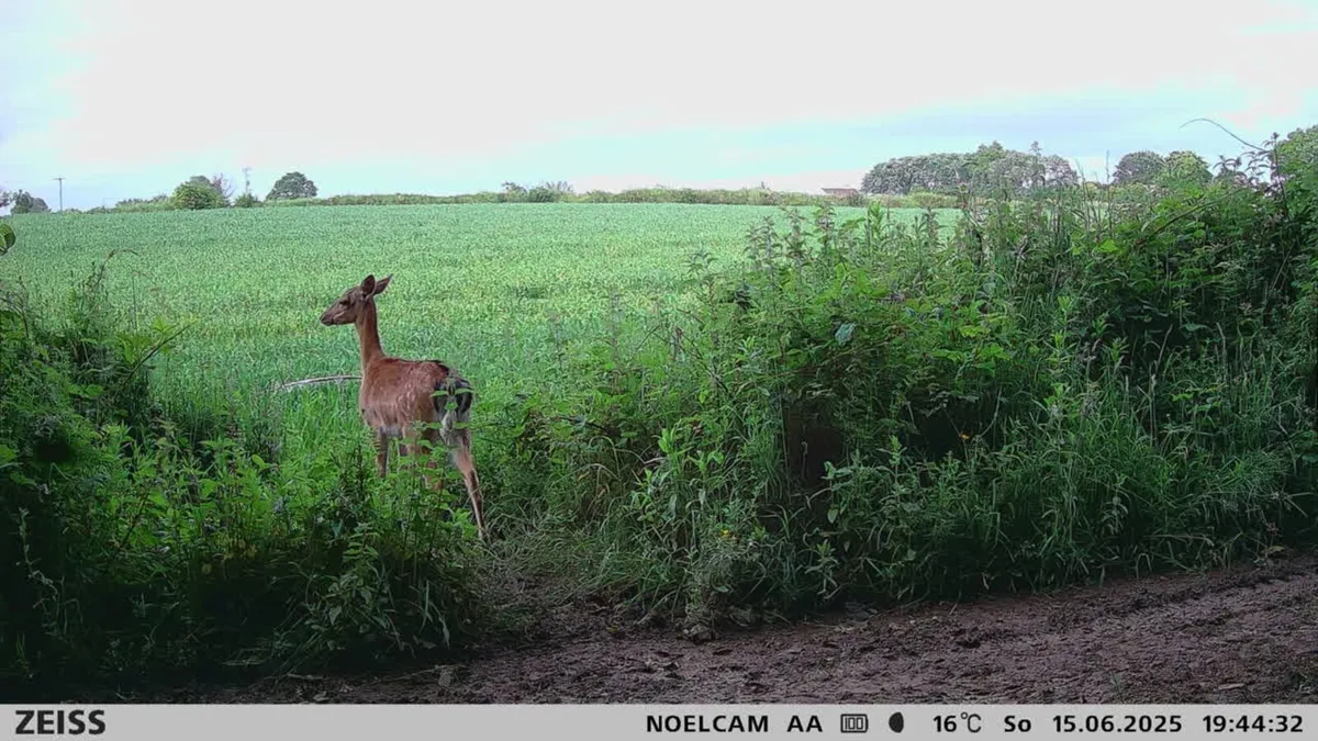 Red or fallow deer management - Image 2
