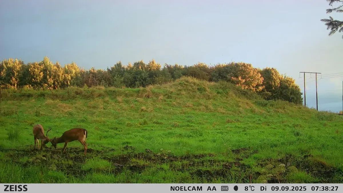 Red or fallow deer management - Image 3