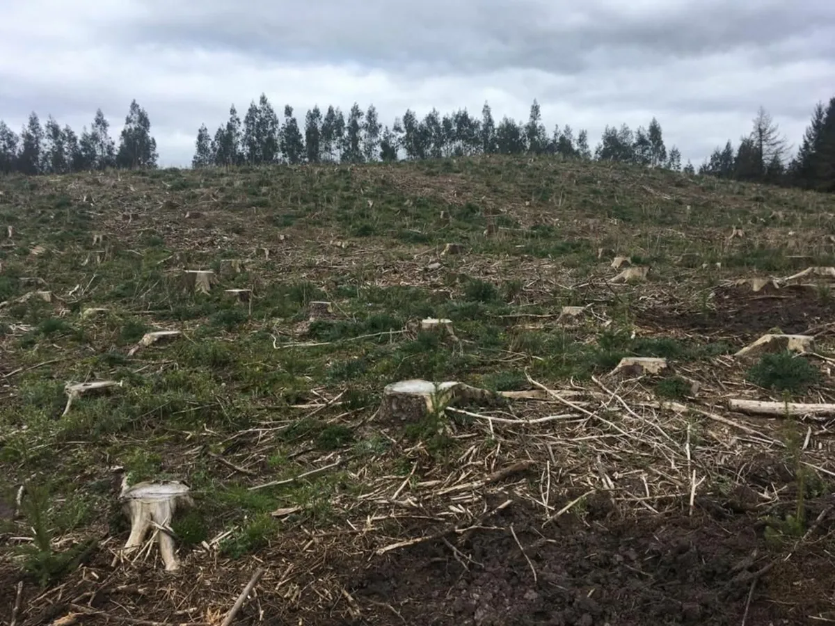 Forestry Planting - Image 4