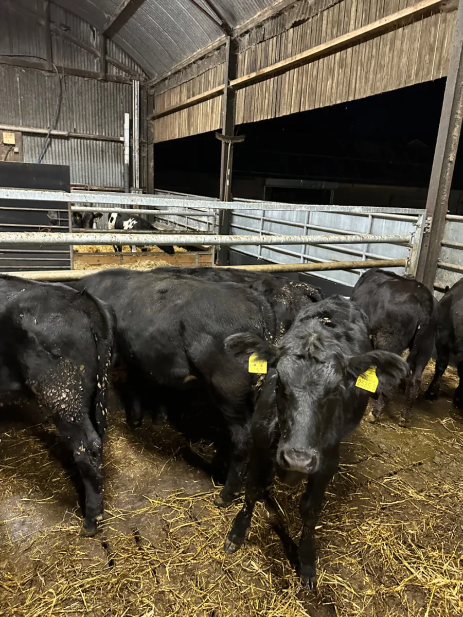 Angus heifers - Image 4