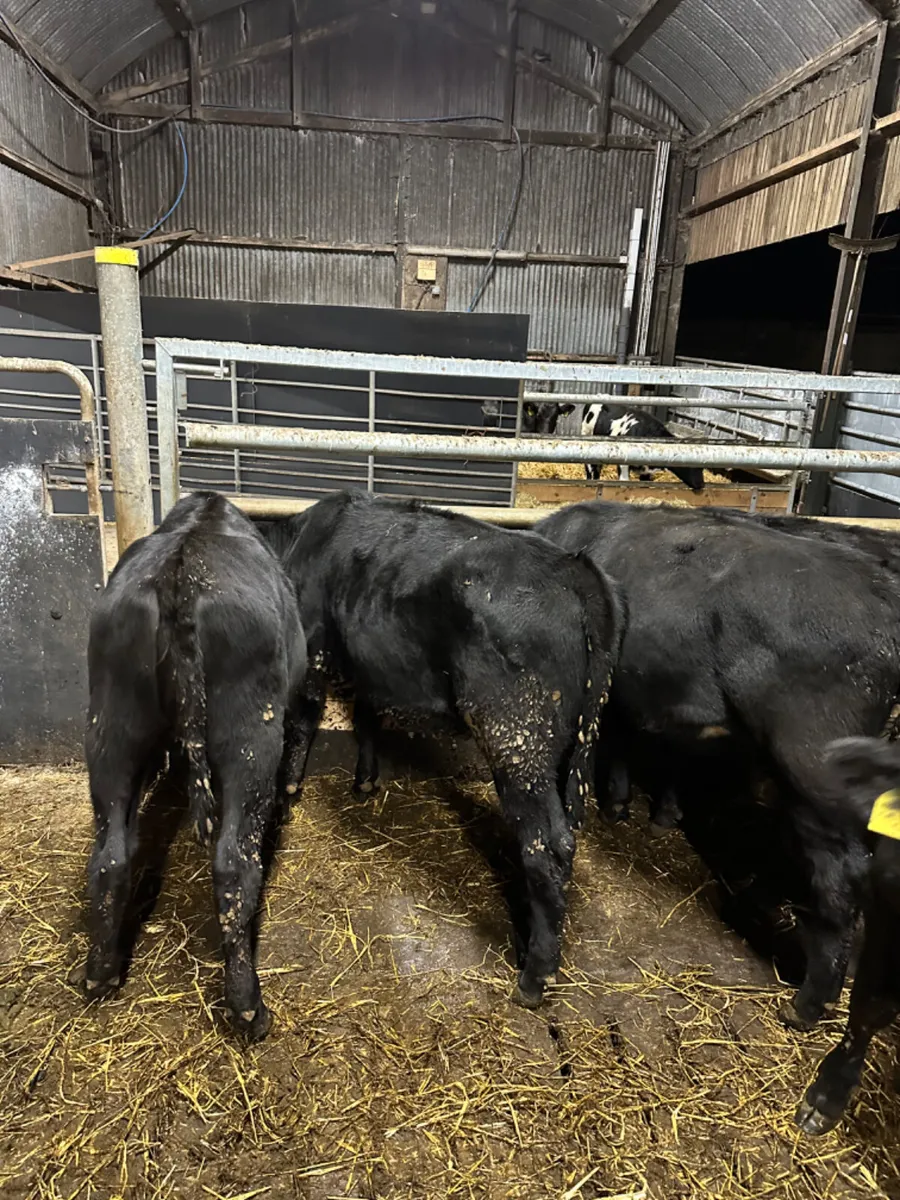 Angus heifers - Image 3