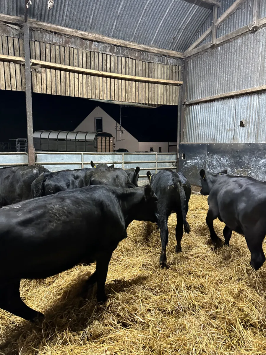 Angus heifers - Image 2